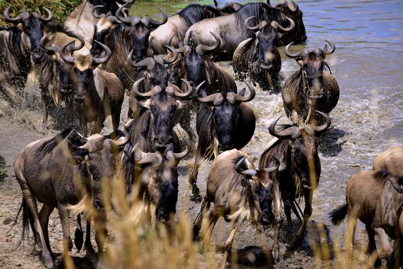 Mis días de safari en Uganda, Kenia y Zanzíbar.. Os lo intento contar - Blogs de Africa Este y Centro - Recorremos Masai Mara de un extremo a otro.. ¡Qué lugar! (24)