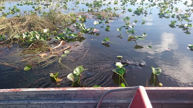 Everglades National Park y Cayo Vizcaíno - Ruta por Florida (2016): 18 días (4)
