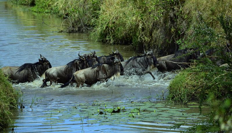 Mis días de safari en Uganda, Kenia y Zanzíbar.. Os lo intento contar - Blogs de Africa Este y Centro - Recorremos Masai Mara de un extremo a otro.. ¡Qué lugar! (25)