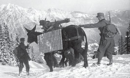 Gebirgsjägers transportando en mulas un cañón de 7.5 cm Gebirggeschütz 36. La imagen es de unas maniobras en los Alpes Bávaros a finales de 1939