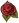 single-rose.png